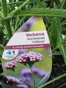 Verbena bonairiensis 'Lolipop'