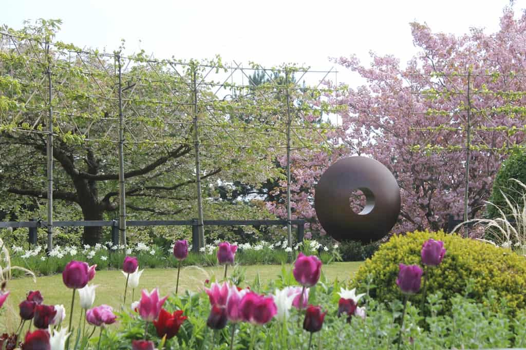 Purple blend tulips rising from the a planting border with a piece of sculpture in the background under the pleached lime trees with rural views in the distance