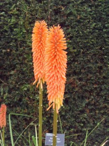 Red Hot Poker