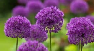 allium-purple-sensation