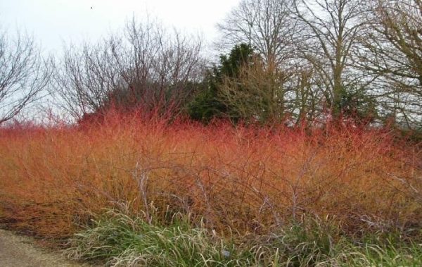 pruning cornus mas pruning cornus mas