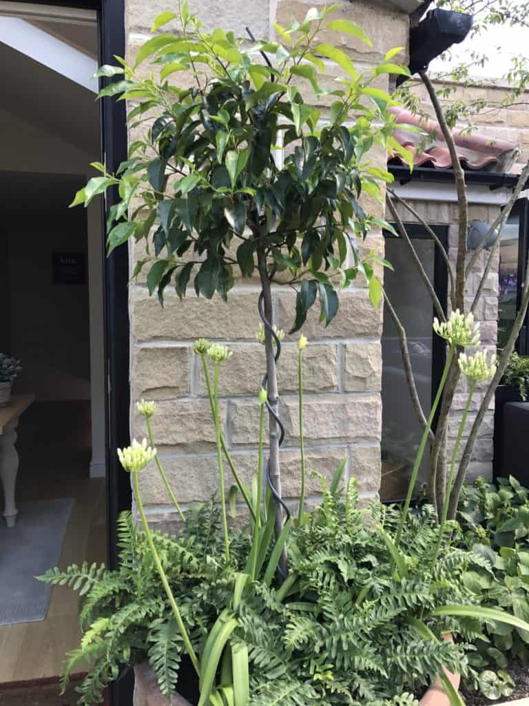 Topiary My five favourite evergreen shrubs