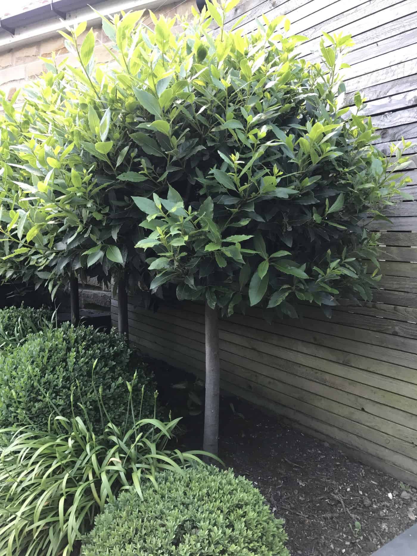 How To Trim Boxwood Bushes Round - Boxwood Shape Ideas