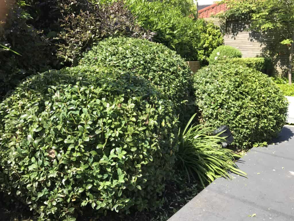 Topiary My five favourite evergreen shrubs