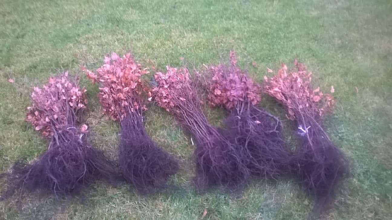 Bare root hedging bestall co landscape design