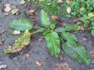 Fast growing tall weeds uk