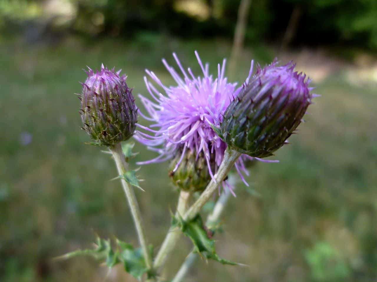 Common British perennial weeds - identifying them and dealing with them