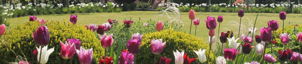 Tulips in a country garden in sheffield garden