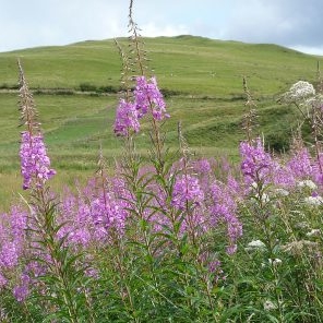 Common British perennial weeds
