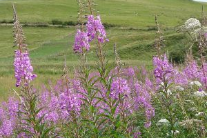 Common British perennial weeds
