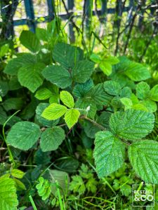 Ten Nightmare Perennial Weeds Common In Britain - Brambles