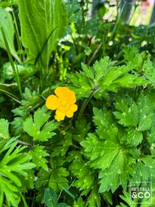 Ten Nightmare Perennial Weeds Common In Britain - Creeping Buttercup