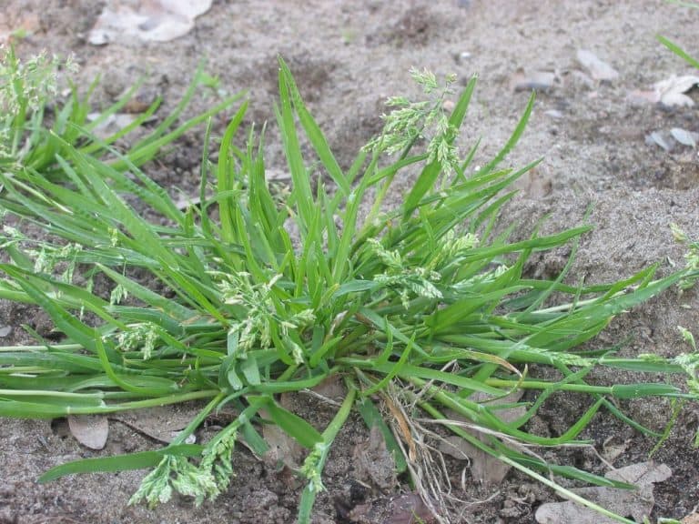 Common British annual weeds - identification and descriptions