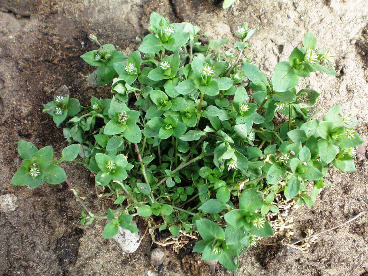 Common British annual weeds - identification and descriptions