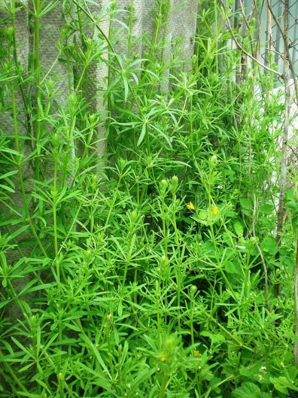 Common British annual weeds - identification and descriptions