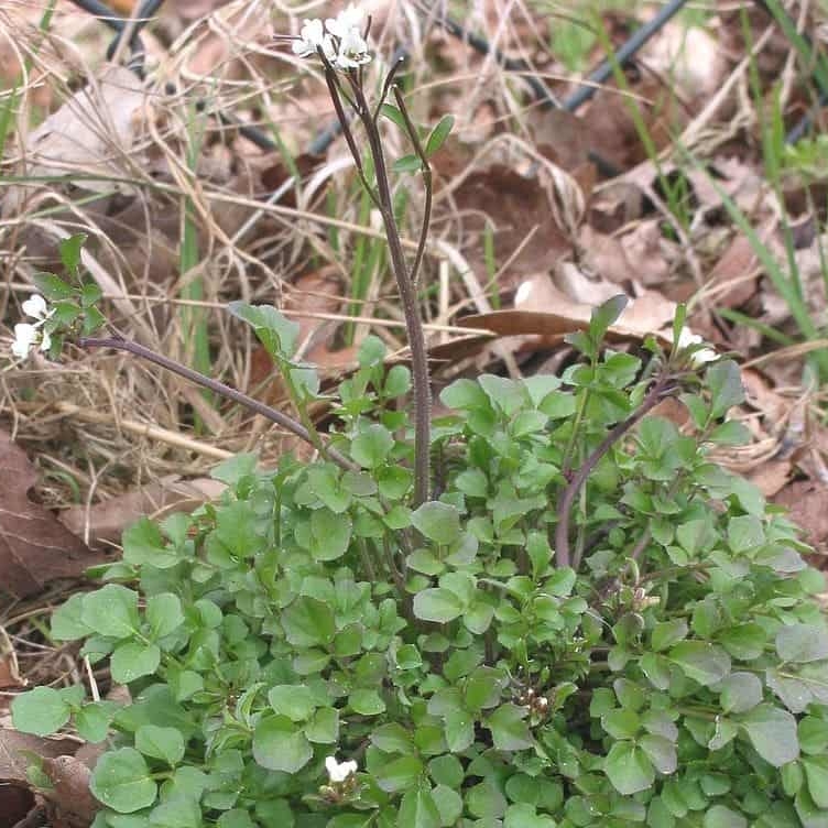 Common British annual weeds