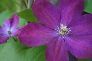 Clematis