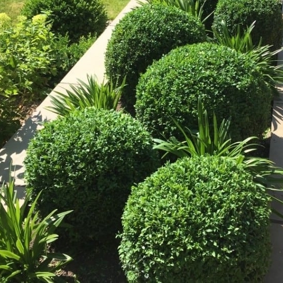 Substitutes for Buxus sempervirens