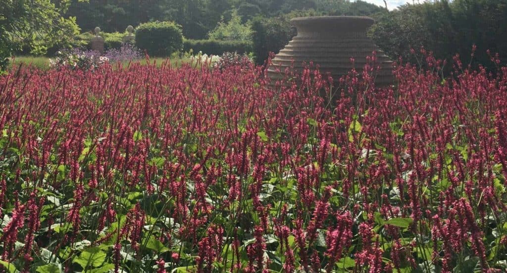 Top 10 plants for waterlogged ground Bestall & Co species