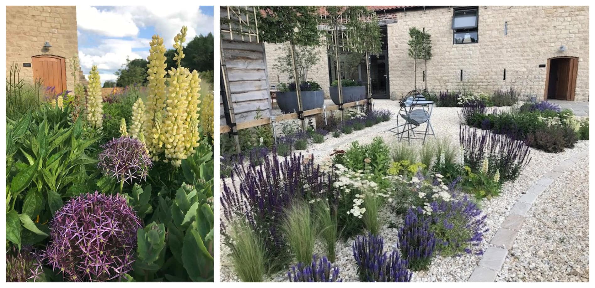 Herbaceous Perennials - 3 months old - Taken by Lee Bestall, Garden by Bestall & Co