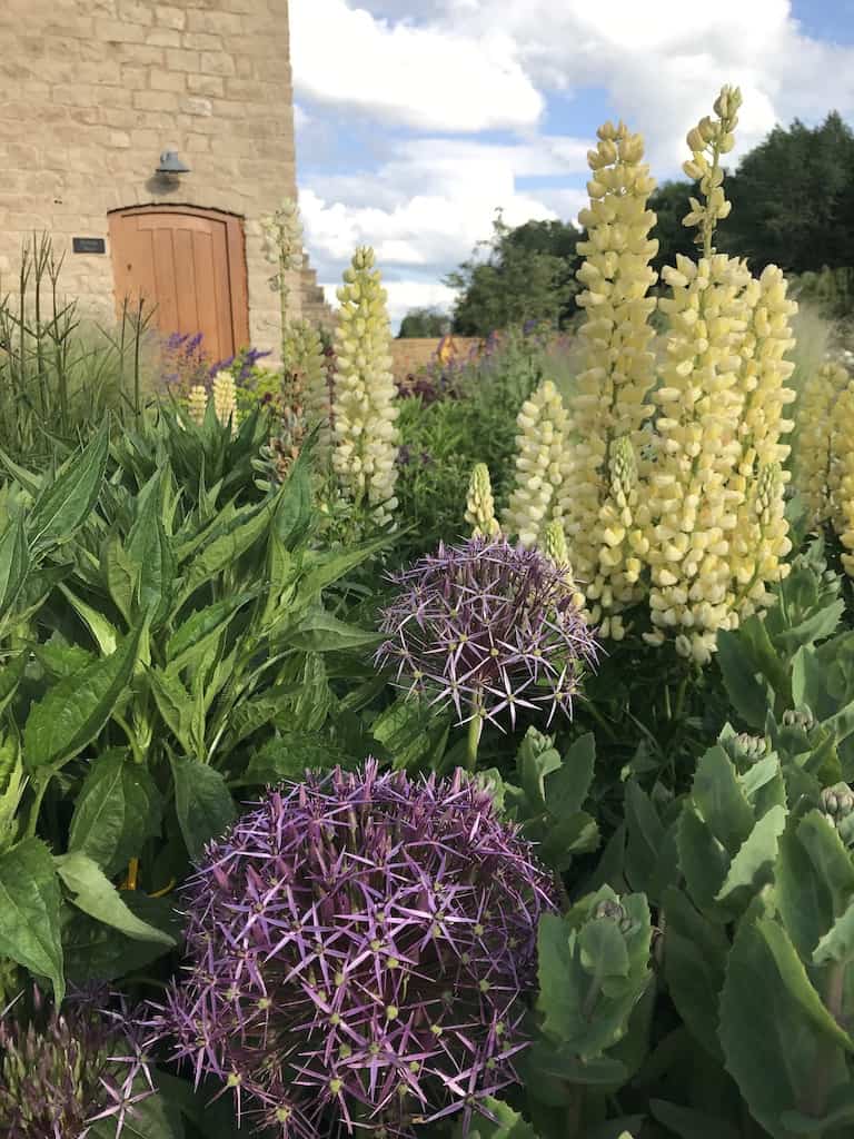 How to care for herbaceous perennials Bestall & Co