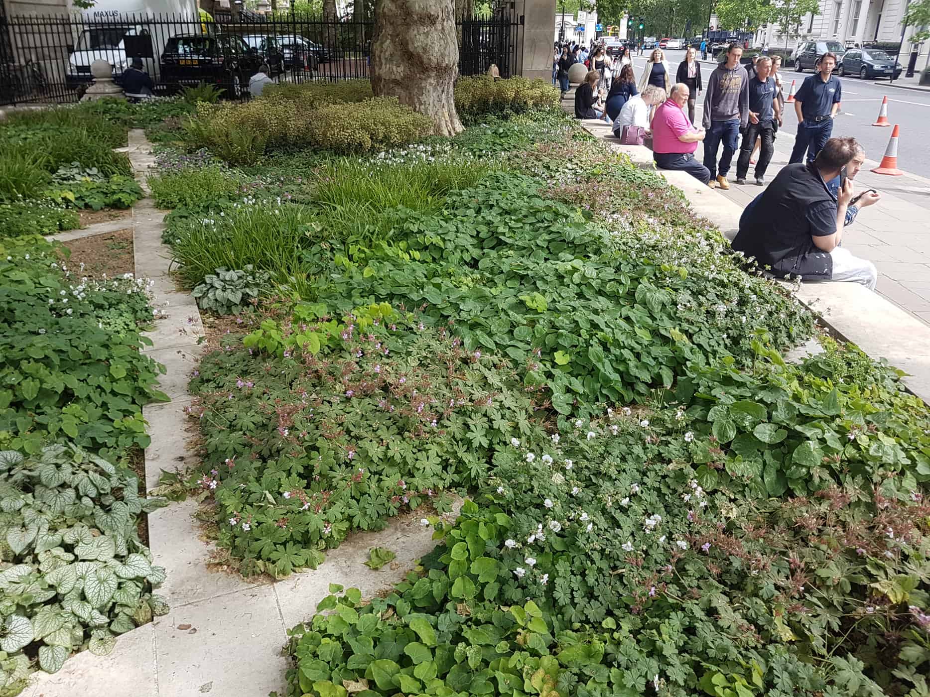 Low-growing dry shade ground cover plants in London