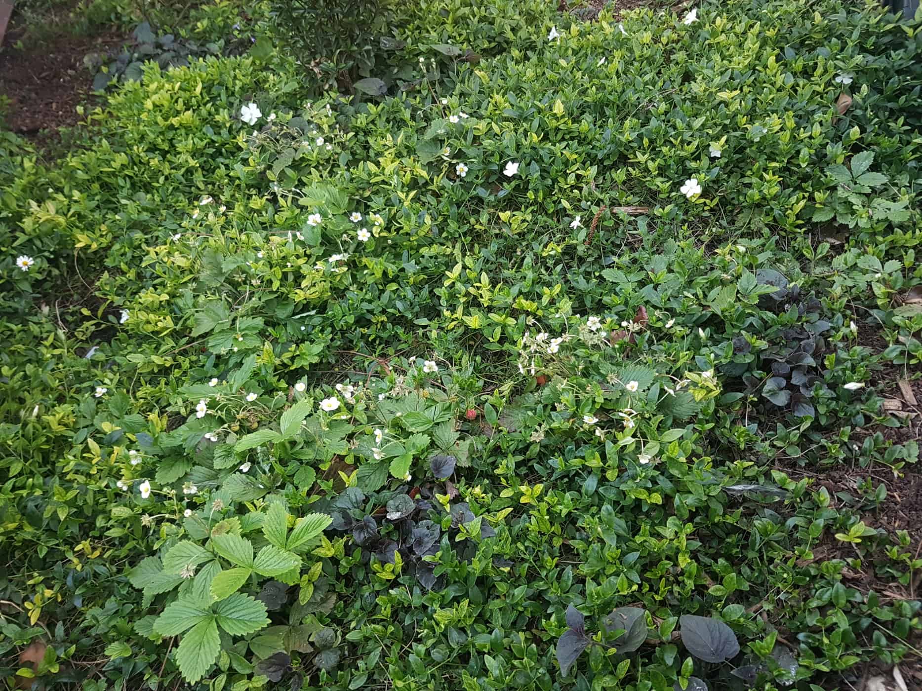 Shade ground cover plants in Kings Cross Dan Pearson