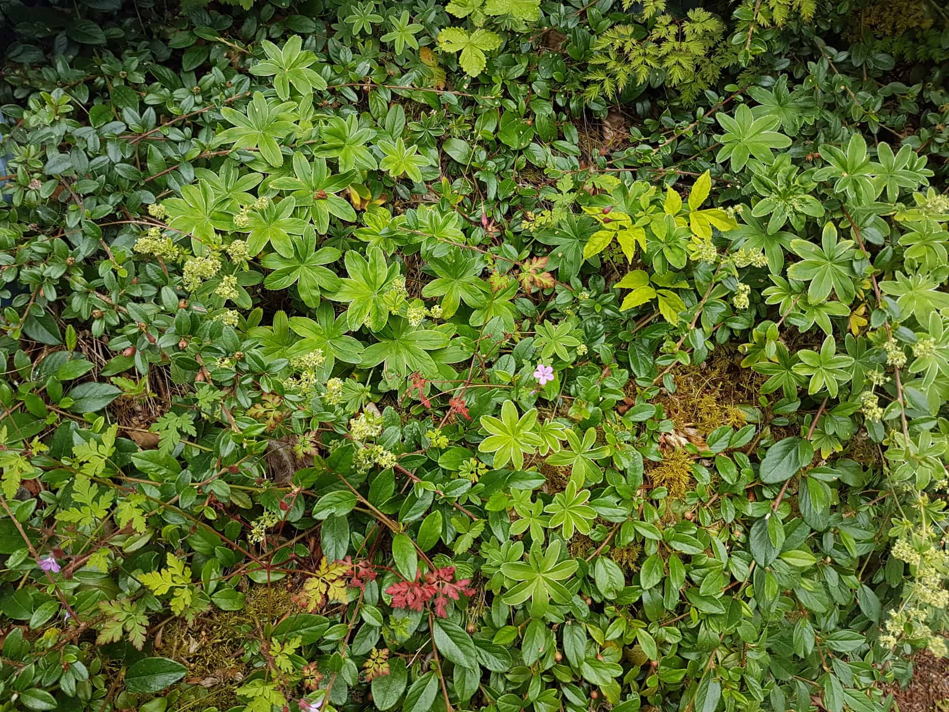 ragaria vesca (wild strawberry) seeds about and sends out long runners (‘stolons’). A bit of a pest but also beautiful is Geranium robertianum (herb robert),