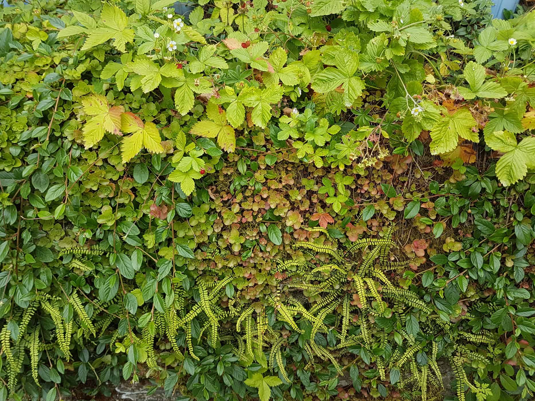 Sedum spurium forms a mat, with the british native fern Asplenium trichomanes growing through, and evergreen Cotoneaster salicifolius 'Repens’ creeps across the surface, laden with red berries in winter.