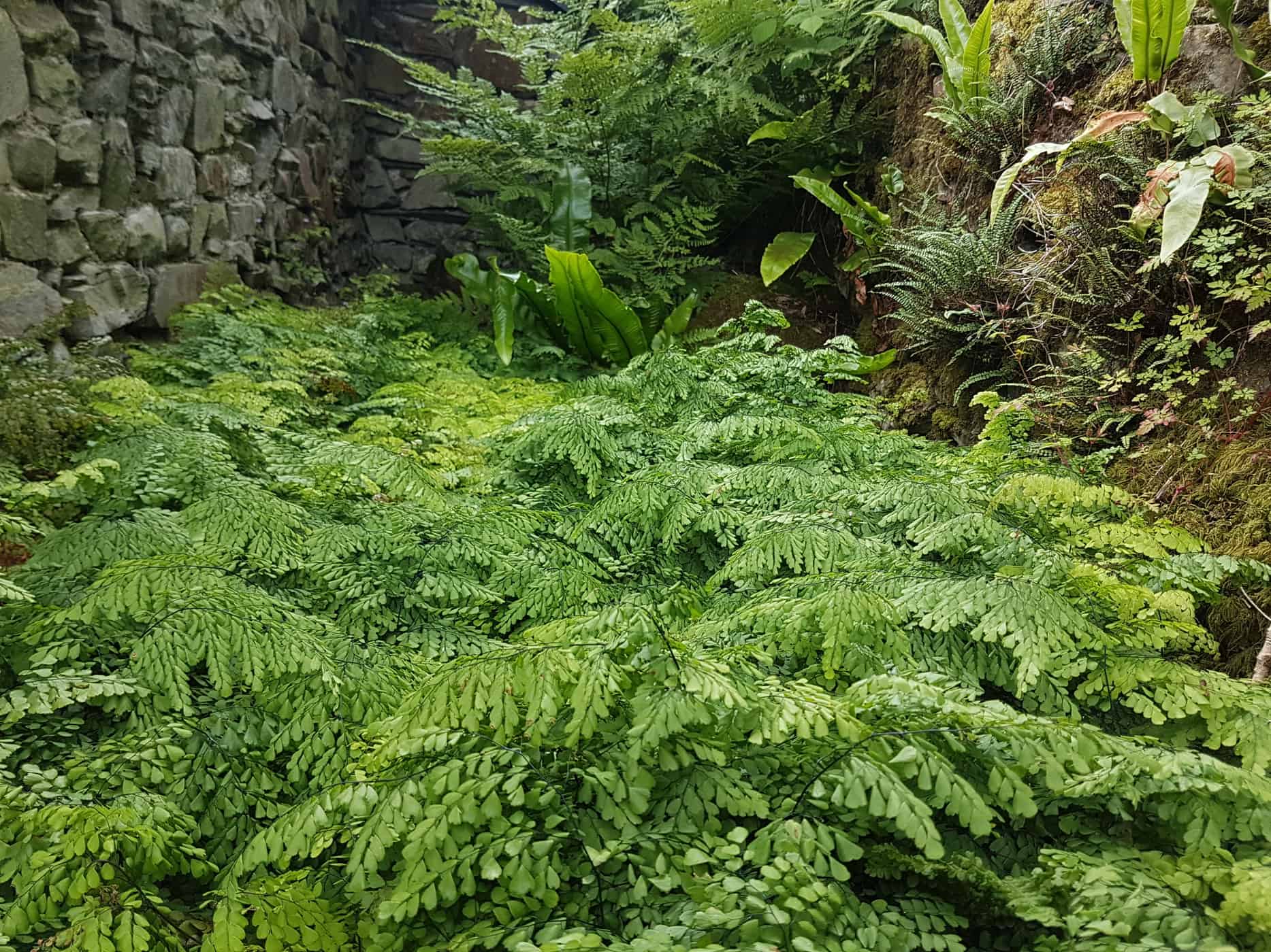 Adiantum venustum is an extremely cold-hardy maidenhair fern