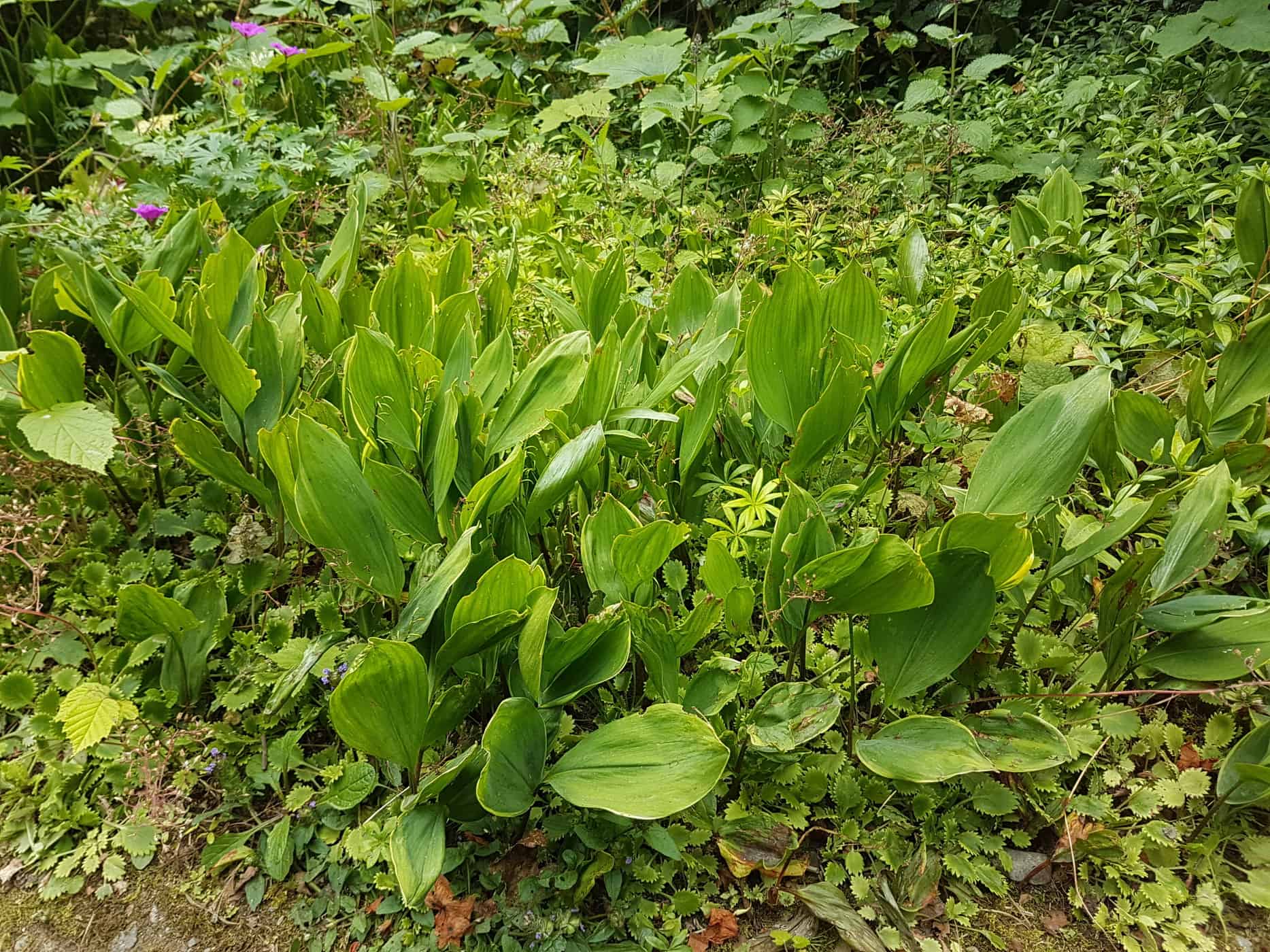 Lily of the valley, Fragrant Flowers, Shade-Loving Plant