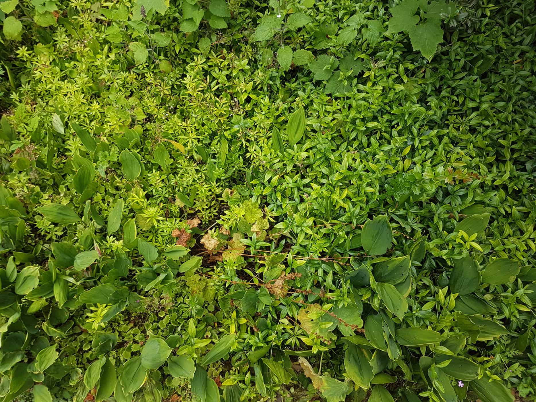 Saxifraga x urbium (London pride) provides clouds of pink flowers from late spring to early summer, while Galium odoratum (sweet woodruff) has fragrant white flowers through April and May and fairly evergreen in mild areas. Emerging through this are the spear-like leaves and romantic scented white blooms of Convallaria majalis (lily of the valley) flowering at the same time as the Galium