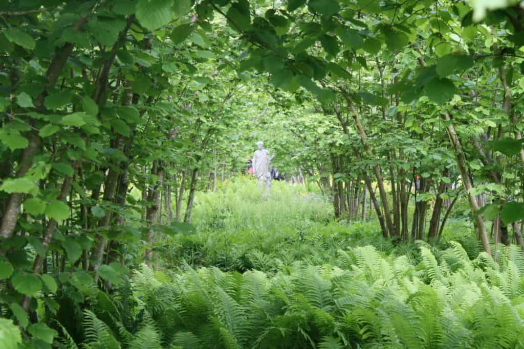 Woodlandinspired ground cover plants for semishade Bestall & Co