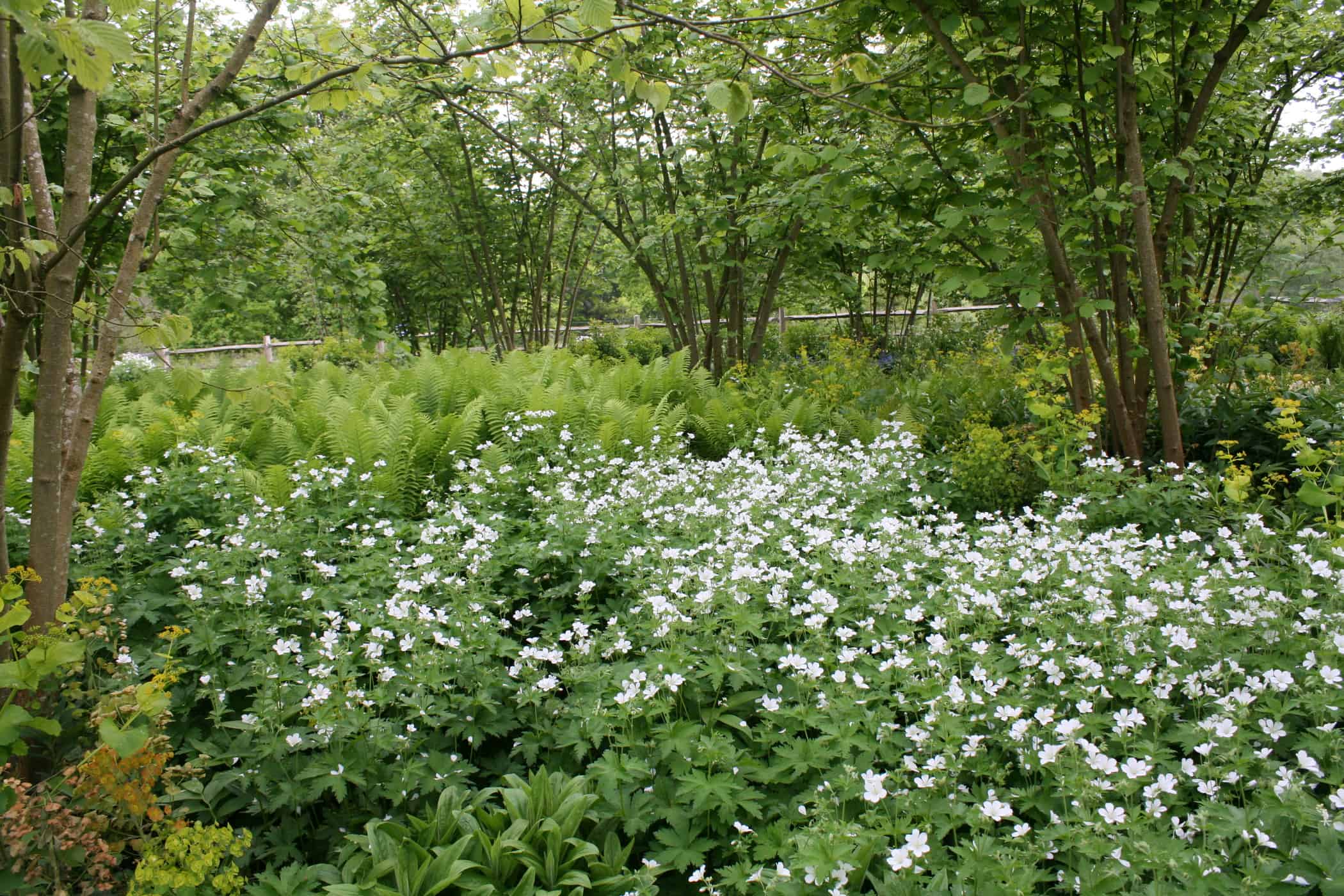 Geranium sylvaticum 'Album' (white wood cranesbill), and biennials such as the acid green Smyrnium perfoliatum (perfoliate alexanders) spread themselves about.