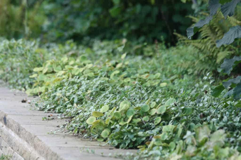 Woodlandinspired ground cover plants for semishade Bestall & Co