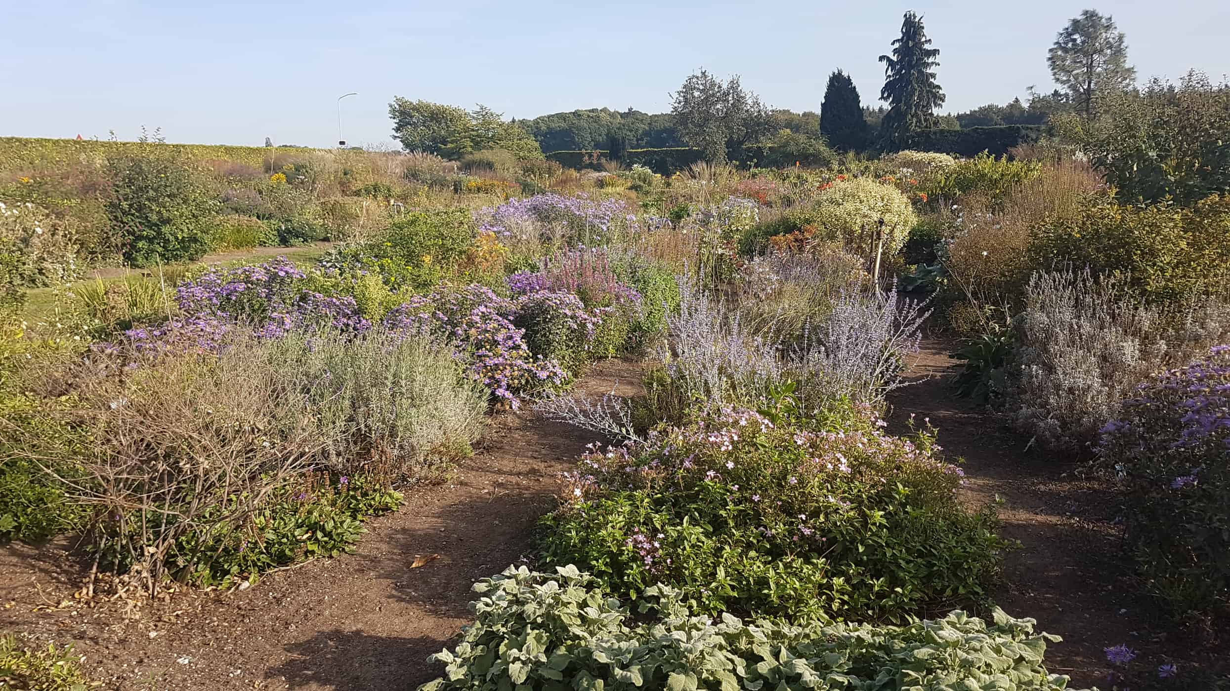 De Hessenhof - best nurseries for perennials and grasses