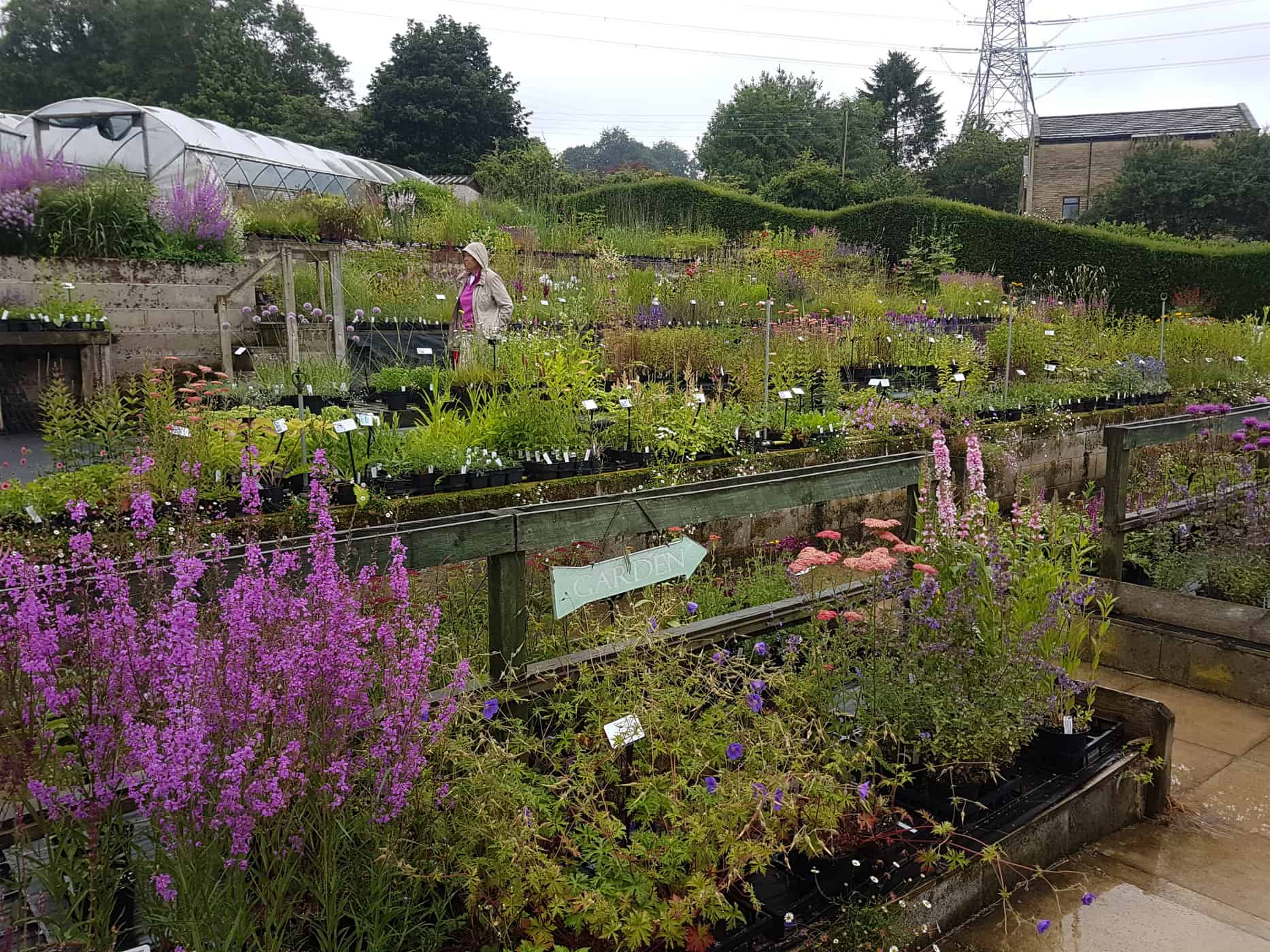 Dove Cottage Nursery - best nurseries for perennials and grasses