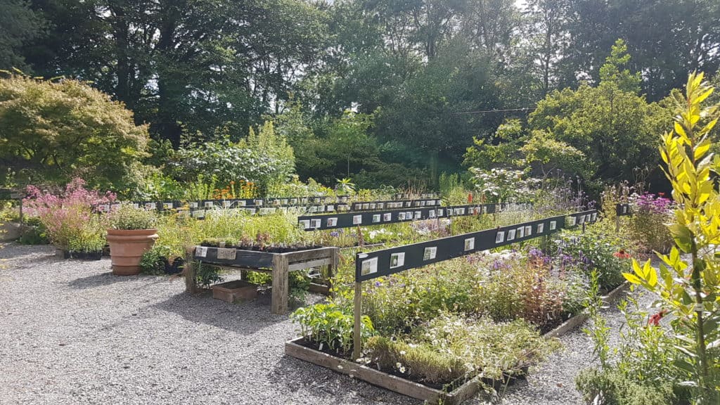 Best Nurseries for Unusual Plants in the British Isles Bestall & Co