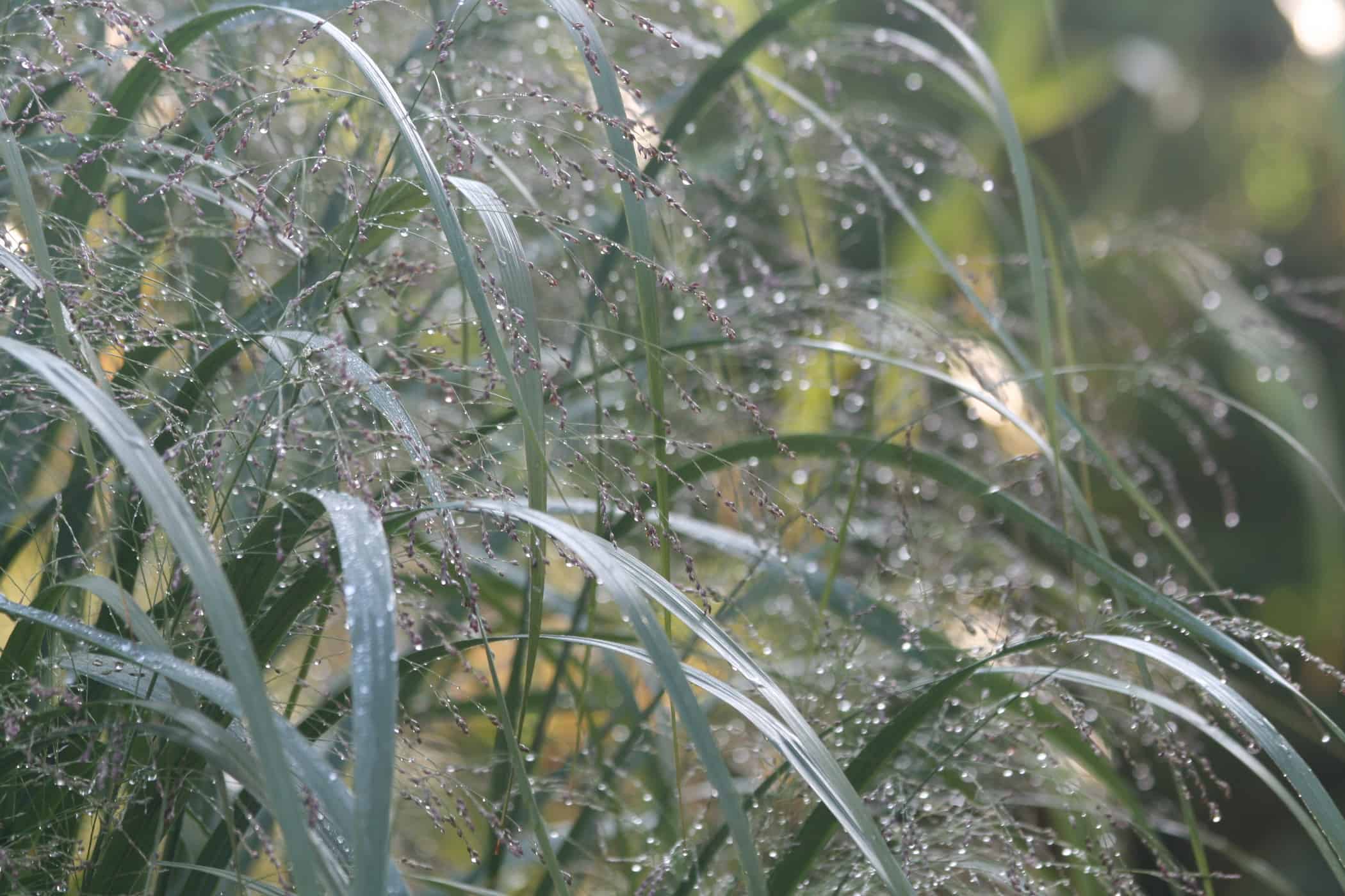 Knoll Gardens - best nurseries for perennials and grasses