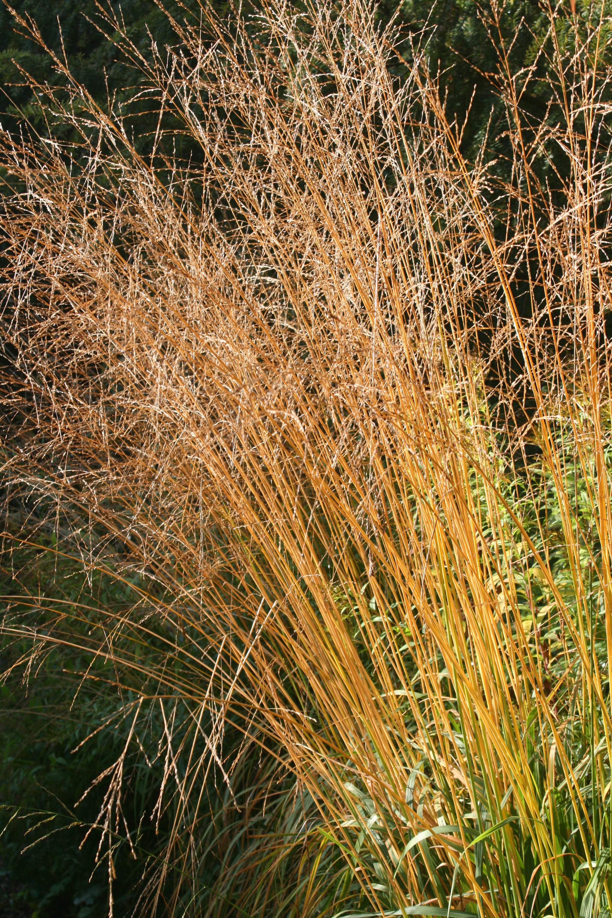 Knoll Gardens - best nurseries for perennials and grasses