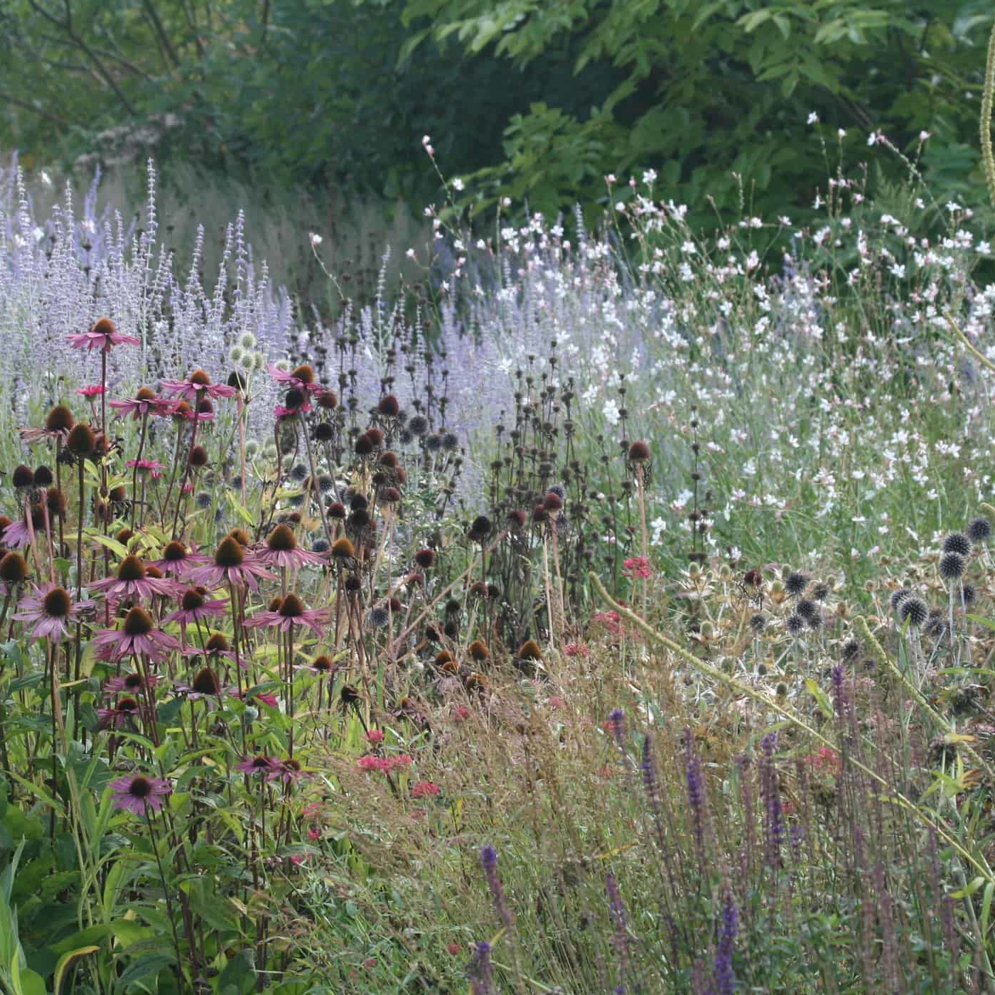 Best nurseries for perennials and grasses