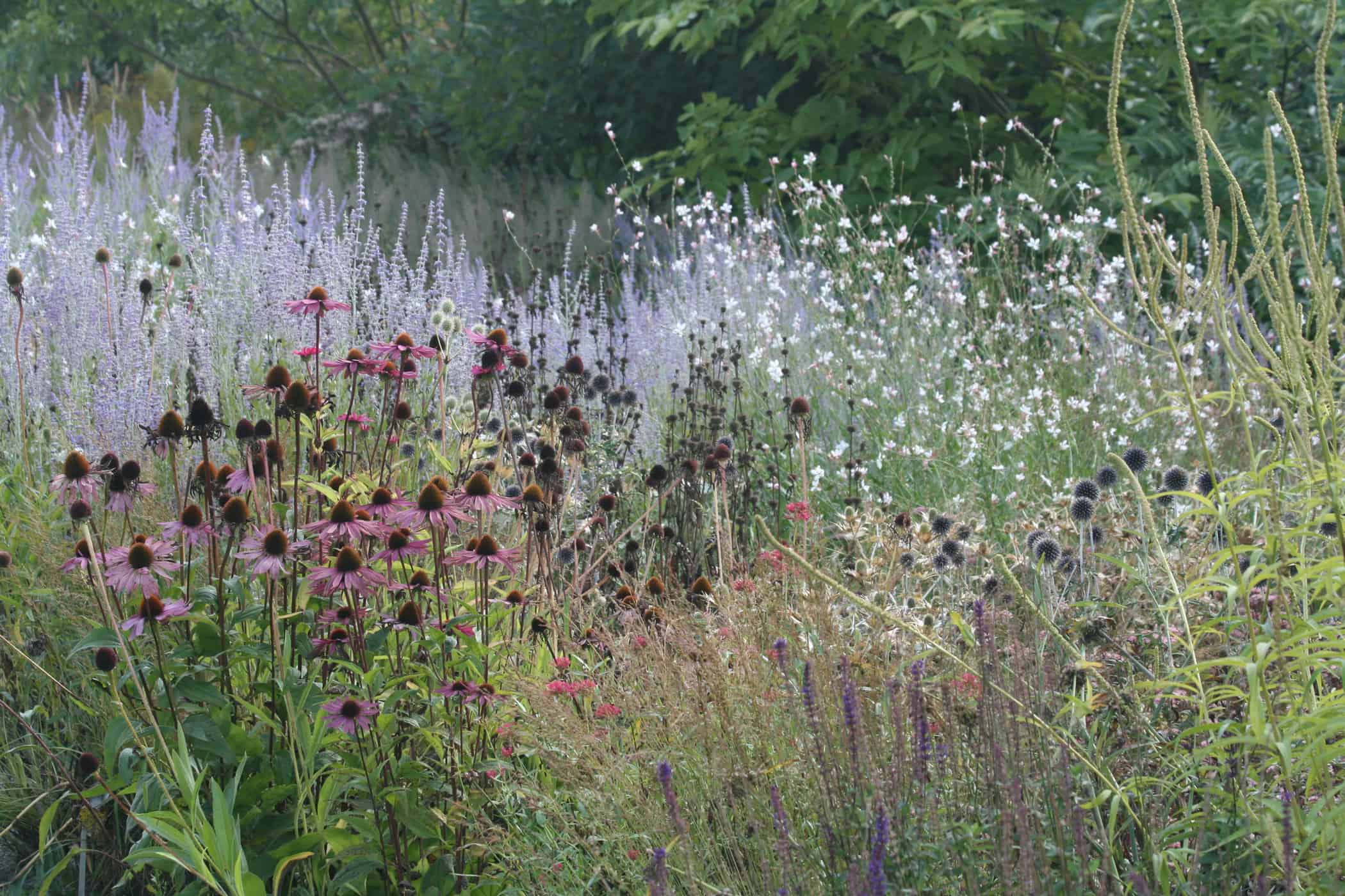 Best nurseries for perennials and grasses