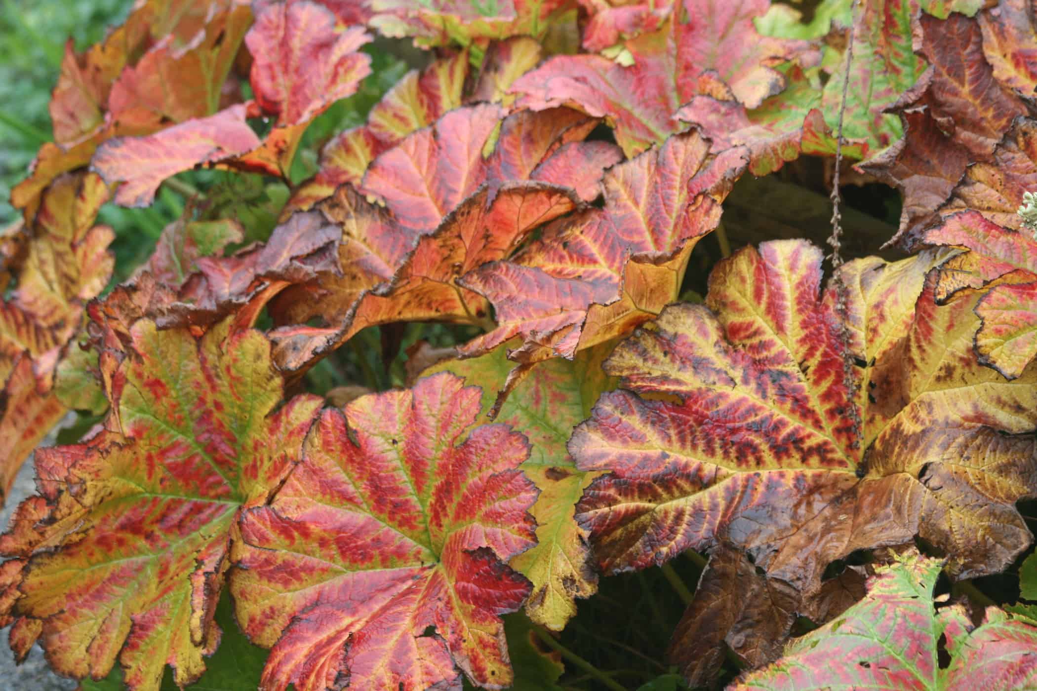 Autumn foliage colour of Darmera