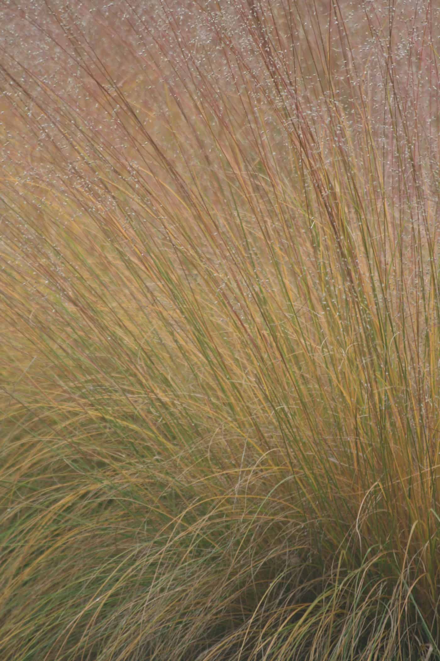 Autumn foliage colour of Sporobolus