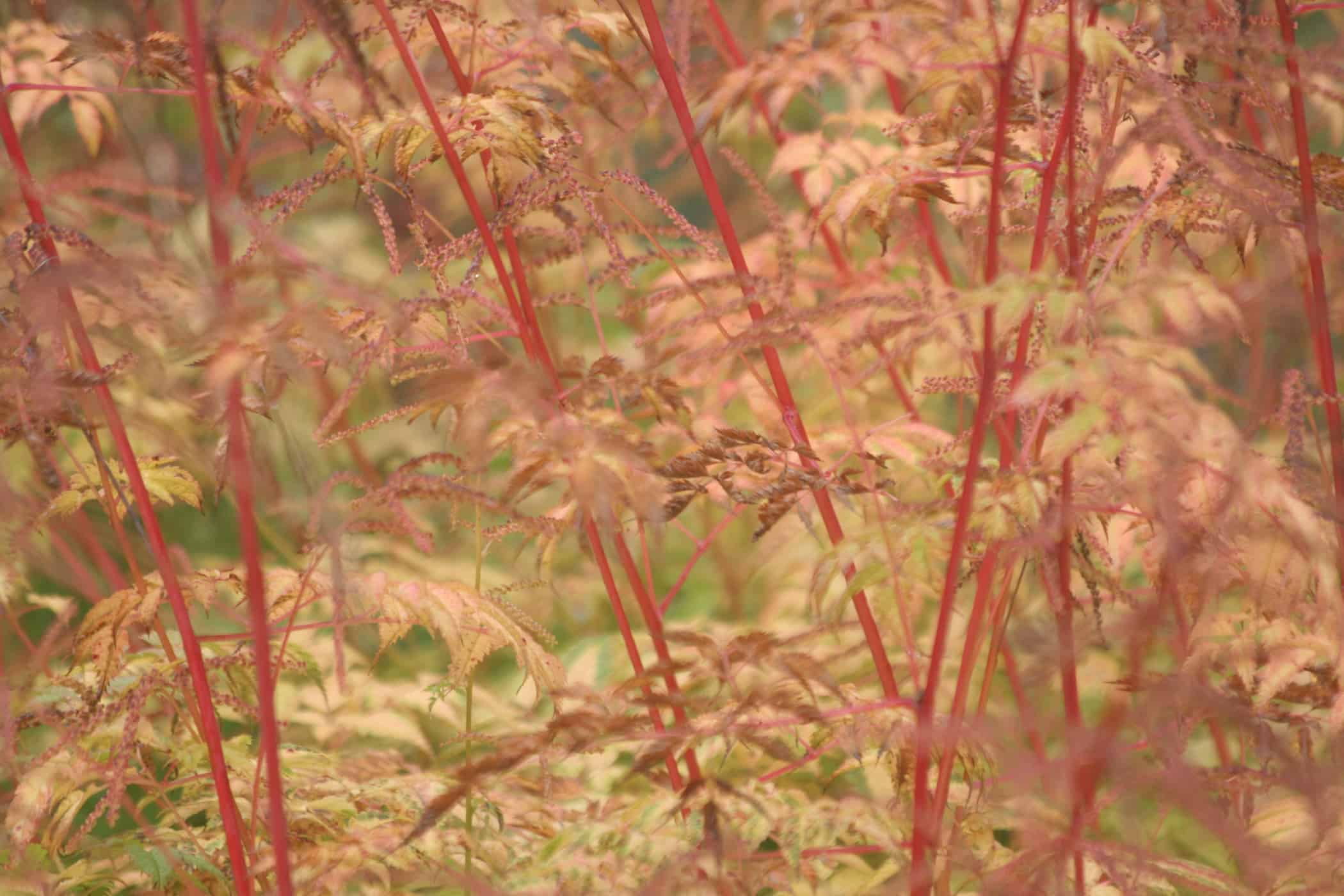 Autumn foliage colour of Aruncus