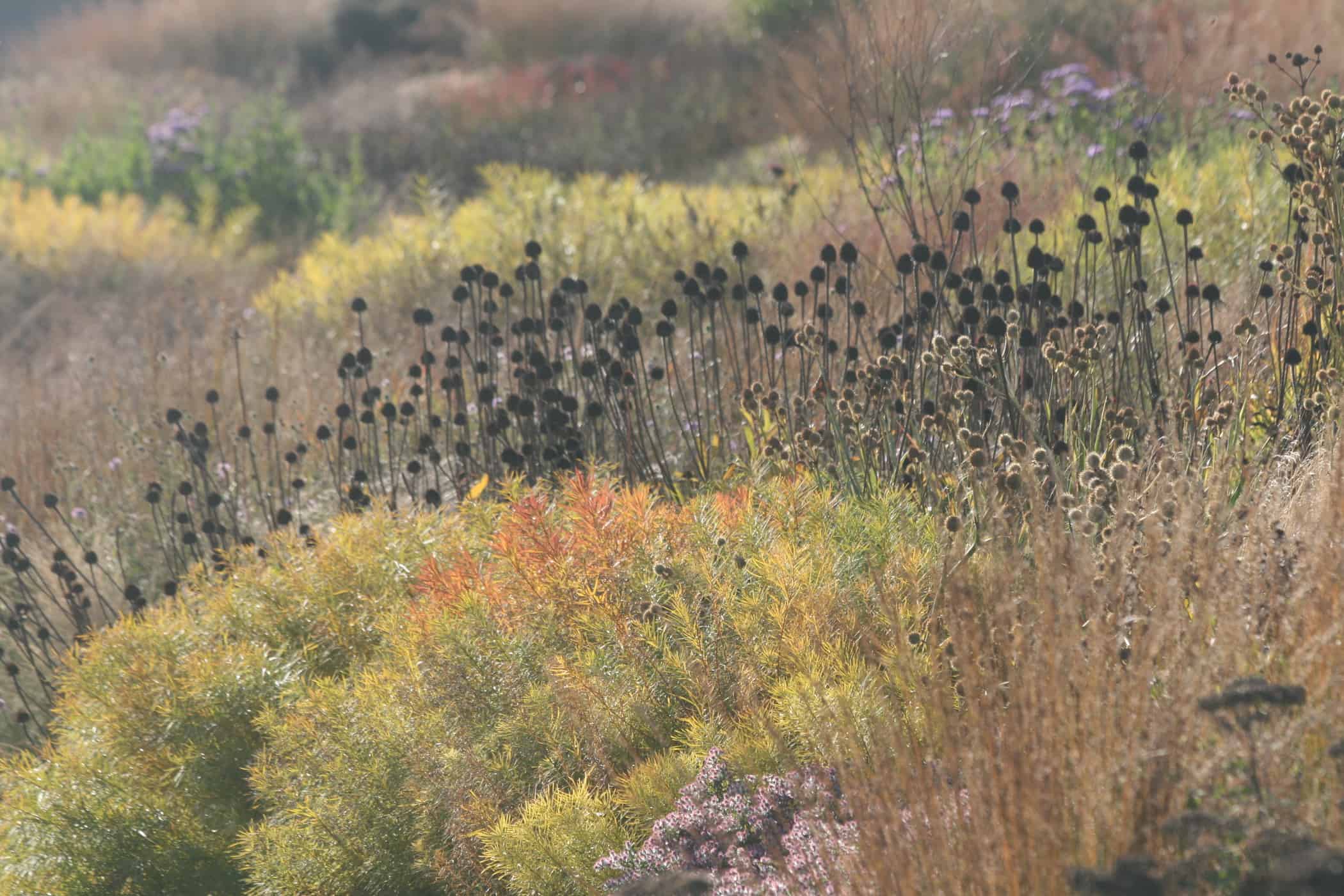 Autumn foliage colour of Amsonia