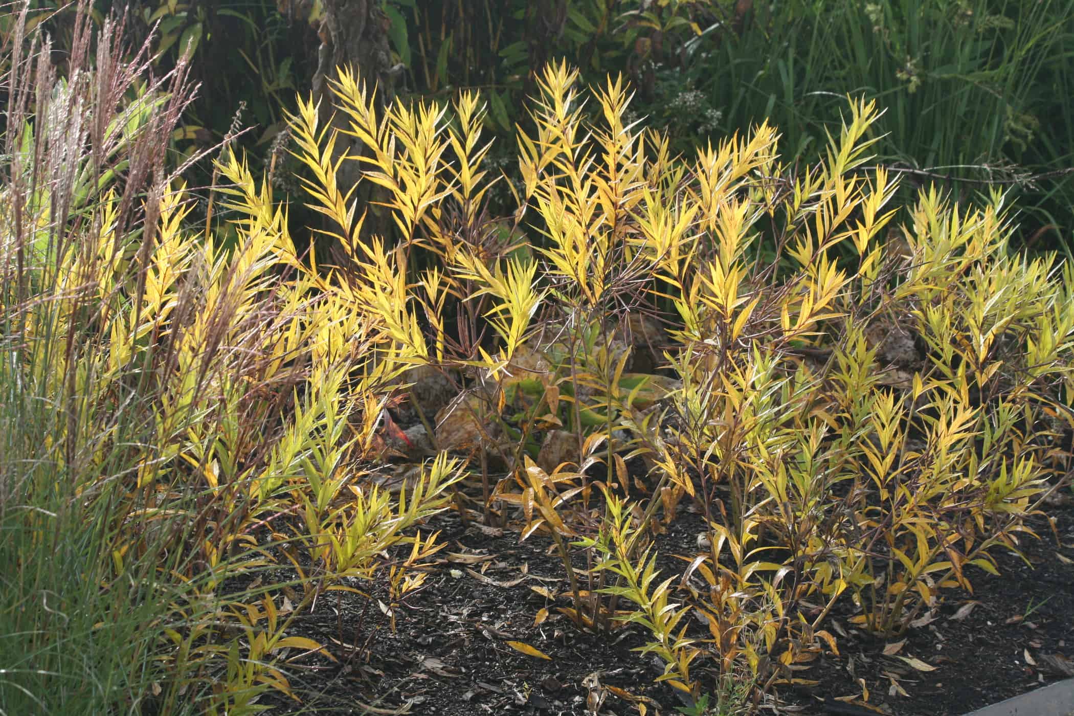 Autumn foliage colour of Amsonia