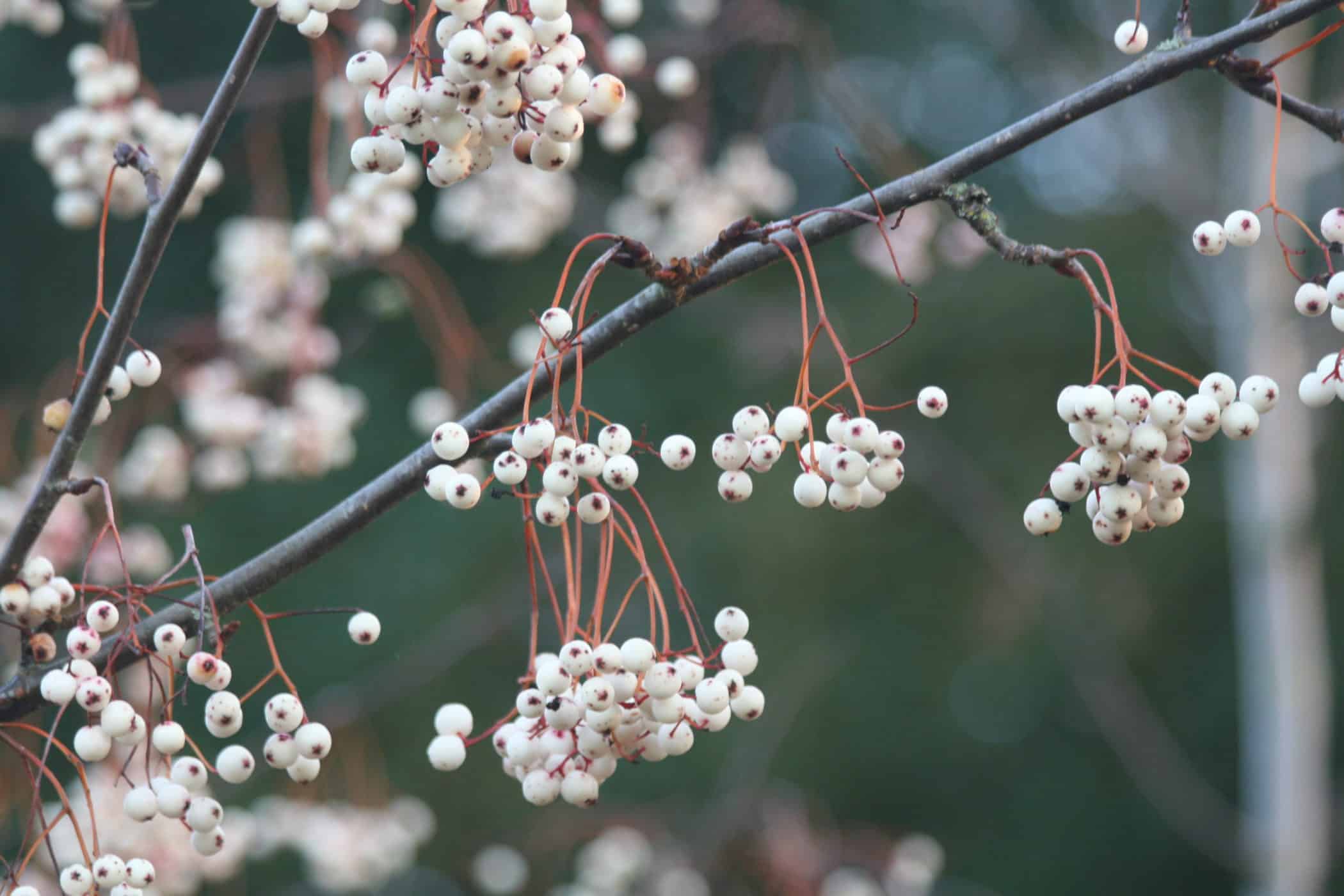 Sorbus cashmiriana  Buy White Berried Kashmir Rowan Trees