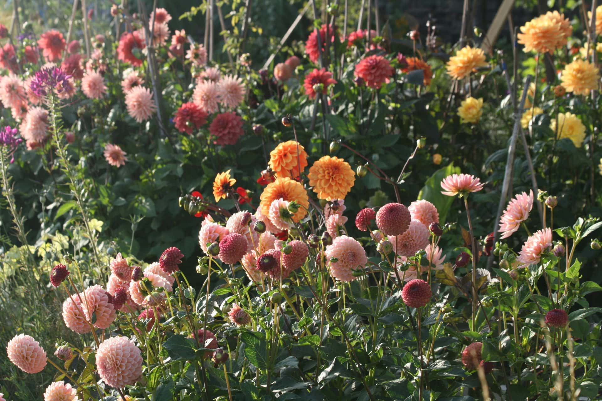 Growing Dahlias for Cut Flowers.