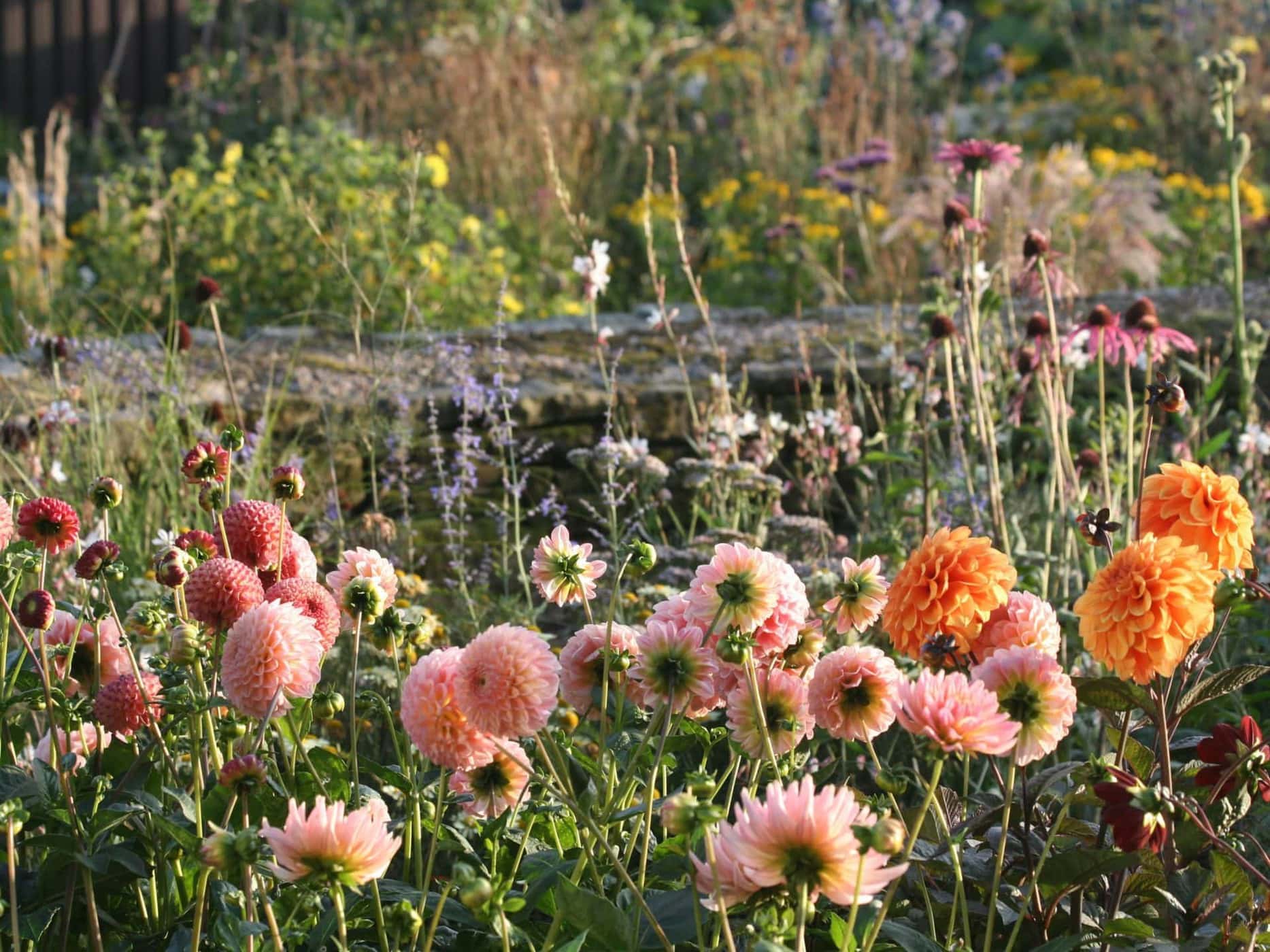 Growing Dahlias A Year On My Dahlia Patch Bestall And Co